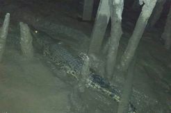 Buaya Berkeliaran, Warga Inhil Diminta Waspada