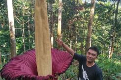 Melihat Bunga Bangkai Amorphophallus Titanum Mekar Sempurna