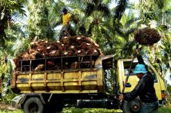 Allegedly, Business Competition Motive Blocked Investment of Palm Oil Industry in Papua