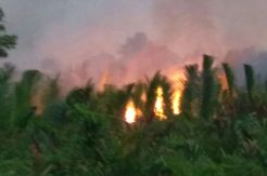 Ratusan Hektare Lahan di Tanjungjabung Barat Terbakar