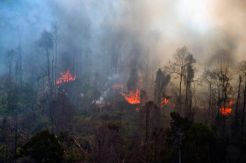 Kebakaran Hutan Meluas, 64 Titik Panas Terpantau di Sumatera