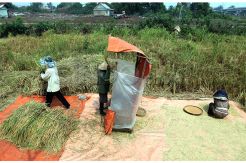 Harga Gabah dan Beras di Tingkat Petani Turun