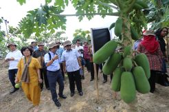 Anak Usaha Sinar Mas Targetkan Bangun 500 DMPA hingga 2020
