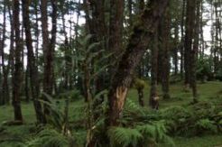 Jokowi: Hutan Harus Dilindungi, Jangan Terus Digerogoti