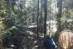 BKSDA Lepas Sepasang Owa Jawa di Gunung Tilu