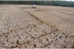 Ratusan Hektare Sawah di Jawa Barat Mengering