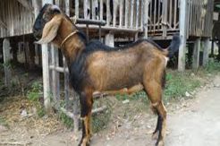 Memprihatinkan, 3 Bocah di Karawang Cabuli Kambing dan 6 Anak