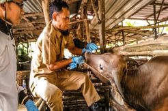 Waspadai Virus Jembrana pada Sapi Kurban, Tandanya Berkeringat Darah
