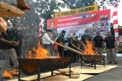 Polda Jambi Musnahkan Narkoba Senilai Rp83 Miliar