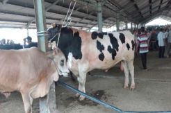 Harga Sapi Kurban Naik Rp2 Juta Per Ekor