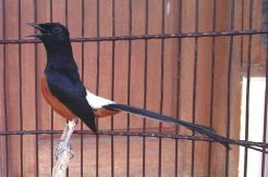 Lestarikan Alam, Perindo Gelar Lomba Kicau Burung