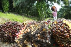 KLHK Allegedly Not Transparent Manage Land Ransom of Register 40