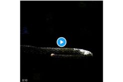 Ular, Tandai Kelahiran Taylor di Twitter