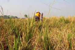Diduga Irigasi Diserobot, Sawah 143 Hektare Kekeringan