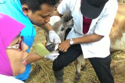 Tips Memilih Hewan Kurban...
