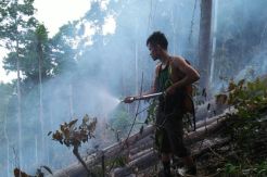 Empat Hektare Lahan di Jayapura Terbakar