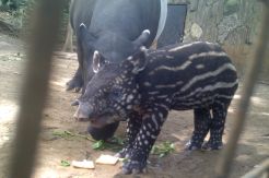 Novi Lahirkan Tapir Ketujuh di Kebun Binatang Bandung