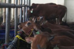 Jelang Idul Adha, Harga Sapi dan Kambing Melambung