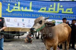 Idul Adha Momentum Tingkatkan Solidaritas Kemanusiaan
