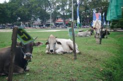 Sapi Gorontalo Diawasi Jangan Masuk Sulut