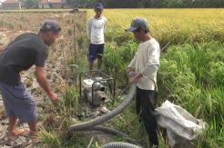 Sawah Mengering, Petani di Indramayu Sewa Penyedot Air