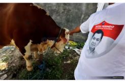 Perindo Sumbang 14 Sapi Untuk Warga Riau