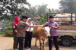 DPC PDIP KBB Siapkan 1.000 Paket Daging Hewan Kurban