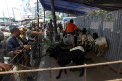 Dinas Ketahanan Pangan Temukan Daging Kurban Mengandung Cacing Hati