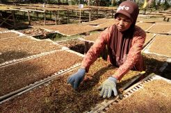Cuaca Membaik, Petani Tembakau Raih Untung Besar