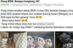 Jualan Hewan Langka di Medsos, Khusnul Ditangkap