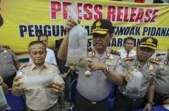 Ribuan Ekor Baby Lobster Dilepaskan di Pulau Manis