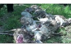19 Kambing di Malang Mati dengan Luka Gigitan di Leher dan Usus Terurai
