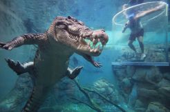 Test Your Adrenaline in 16 Foot Crocodile Tourist Attraction