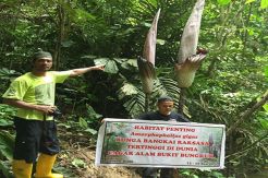 Ditemukan di Cagar Alam Riau, Bunga Bangkai Ini Diklaim yang Tertinggi