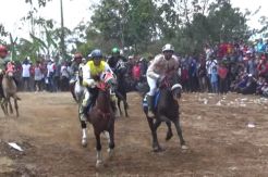 Seru, Puluhan Kusir Delman Ramaikan Balap Kuda Tradisional