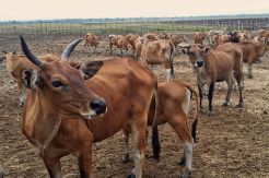 Perusahaan Lokal Siap Kembangkan Industri Gula dan Sapi Rp2,2 T