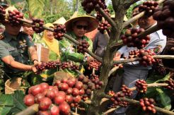 Kapiten, Cita Rasa dalam Secawan Kopi Kualitas Internasional
