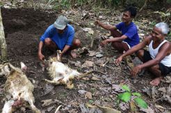 Domba Warga Kulonprogo Ditemukan Mati Misterius