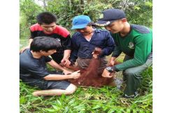 Tersesat di Kebun, Orangutan Betina Ini Dievakuasi Tim BKSDA
