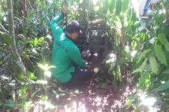 Petugas Pasang Perangkap untuk Tangkap Beruang yang Serang Warga