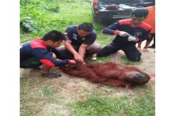 Mencari Makan di Kebun Warga, Satu Keluarga Orangutan Diamankan BKSDA