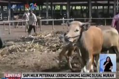 10 Ribu Ekor Sapi Milik Pengungsi Gunung Agung Belum Dievakuasi