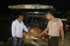 Komplotan Pencuri Sapi yang Meresahkan Warga Watubangga Ditangkap