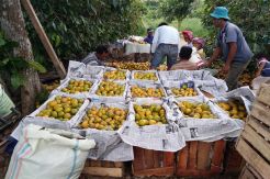 Petani Jeruk Keluhkan Ongkos Pengiriman ke Jakarta Naik 70%
