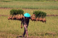 Pinjaman Lunak Rp100 Miliar untuk Kelompok Tani di Jatim