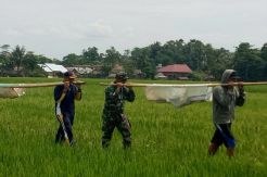 Luar Biasa, Dandim Ini Ikut Pikul Batu TMMD Sejauh 500 Meter