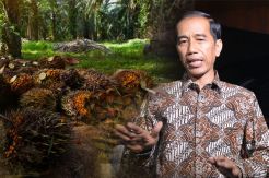Jokowi: Keluarkan Kebun Sawit Petani dari Status Kawasan Hutan