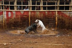 Kontes Duel Maut Anjing...