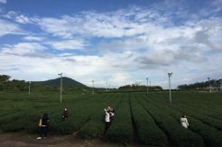 Kosmetika Korea Selatan dari Kebun Teh Terbesar Ketiga di Dunia
