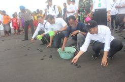 250 Ekor Anak Penyu Dilepas di Pantai Trisik